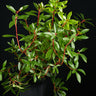 Drimys aromatica