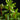 Drimys aromatica