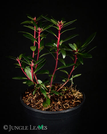 Drimys aromatica 'Red Spice'