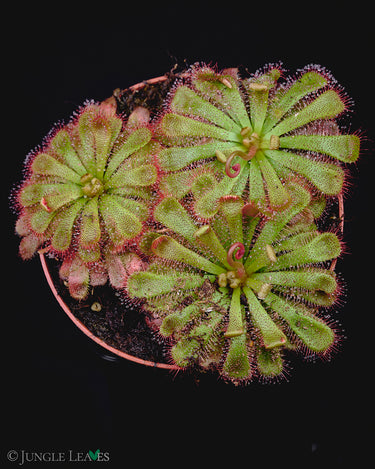 Drosera aliciae