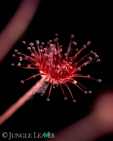 Drosera paradoxa