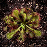 Drosera spatulata