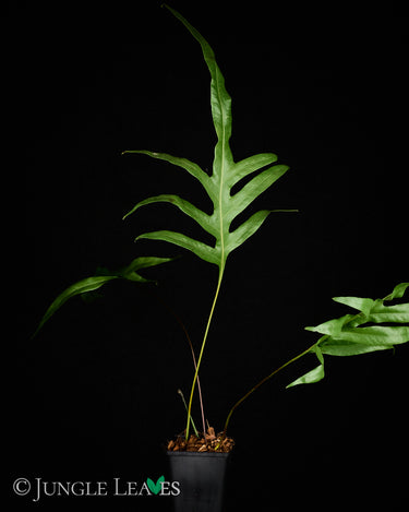 Drynaria quercifolia