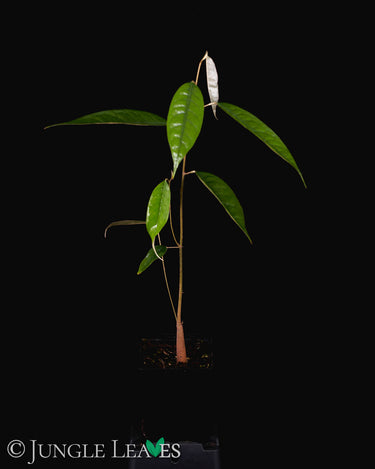 Durio zibethinus (Durian)