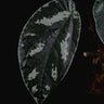 Elatostema sp. Thailand (Surat Thani)