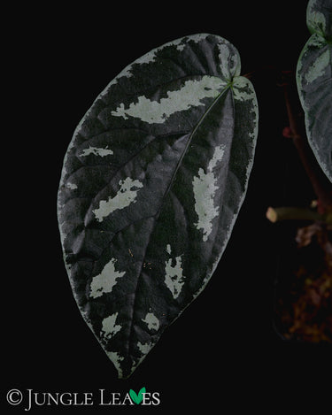 Elatostema sp. Thailand (Surat Thani)