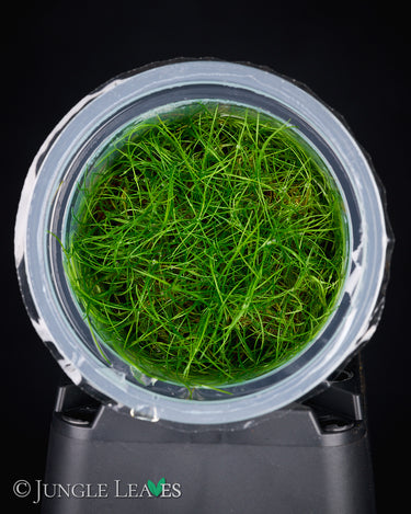 Eleocharis pusilla (Zwergnadelsimse) in vitro
