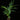 Elettaria cardamomum