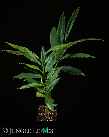 Elettaria cardamomum