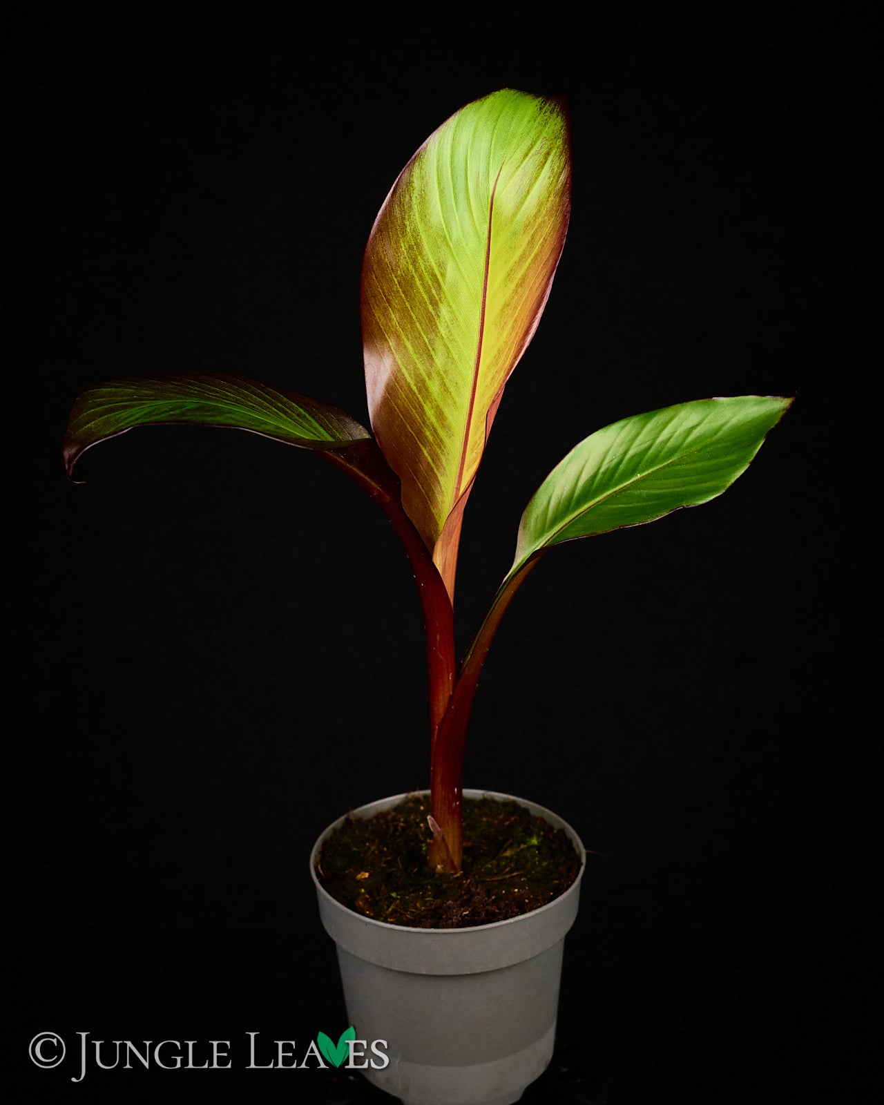 ensete maurelli düngen Ensete ventricosum 'Maurelii' (Rote Zierbanane) 14,99€