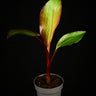 Ensete ventricosum 'Maurelii'