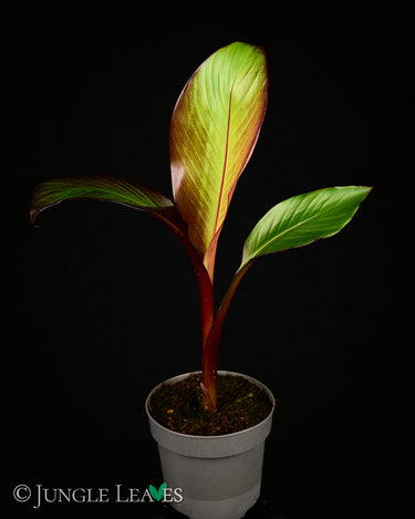 Ensete ventricosum 'Maurelii'