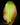 Ensete ventricosum 'Maurelii'