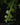 Epiphyllum anguliger
