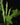 Epiphyllum anguliger