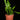 Epiphyllum anguliger