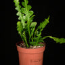 Epiphyllum anguliger