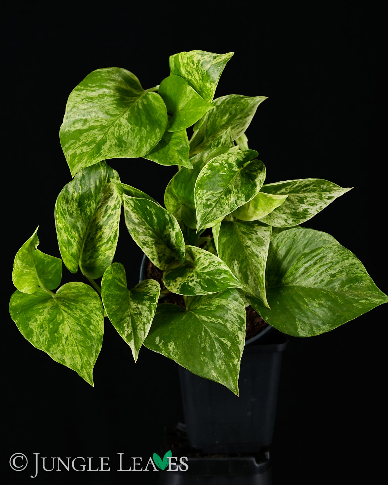 Epipremnum aureum 'Marble Queen' (Efeutute) – Jungle Leaves