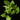 Epipremnum 'Marble Queen'