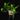 Epipremnum aureum