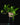 Epipremnum aureum