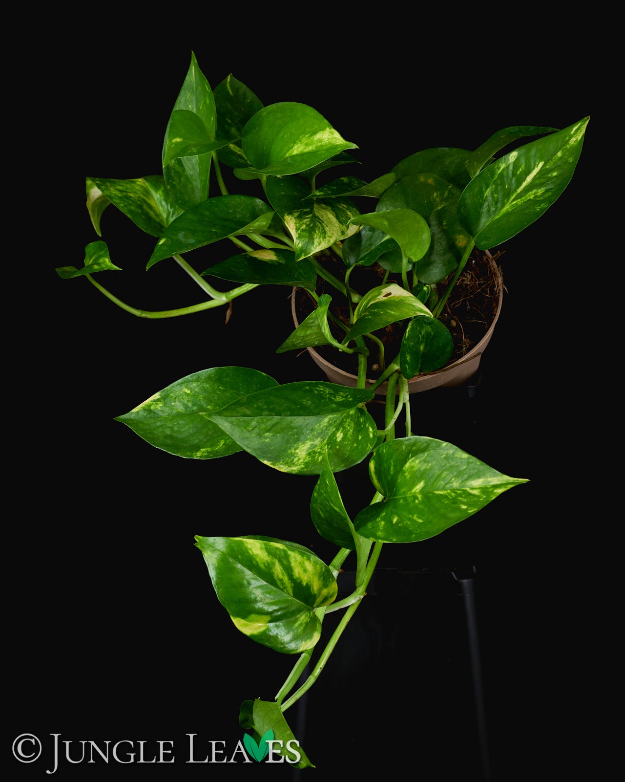 efeutute amazon Epipremnum aureum (Efeutute) – Jungle Leaves