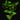 Epipremnum aureum