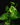 Epipremnum aureum