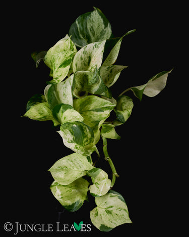 Epipremnum aureum 'Manjula'