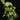 Epipremnum aureum 'Manjula'