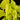 Epipremnum aureum Neon
