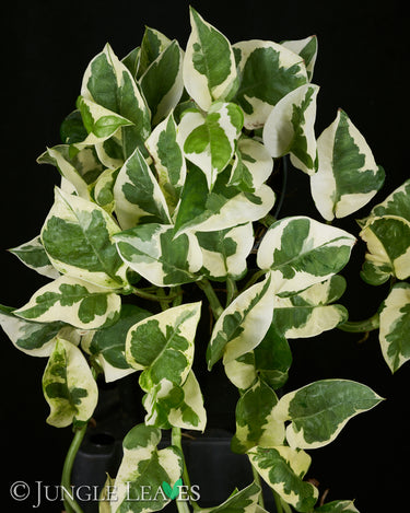 Epipremnum aureum N’Joy