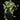 Epipremnum aureum N’Joy