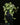 Epipremnum aureum N’Joy