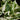 Epipremnum aureum N’Joy