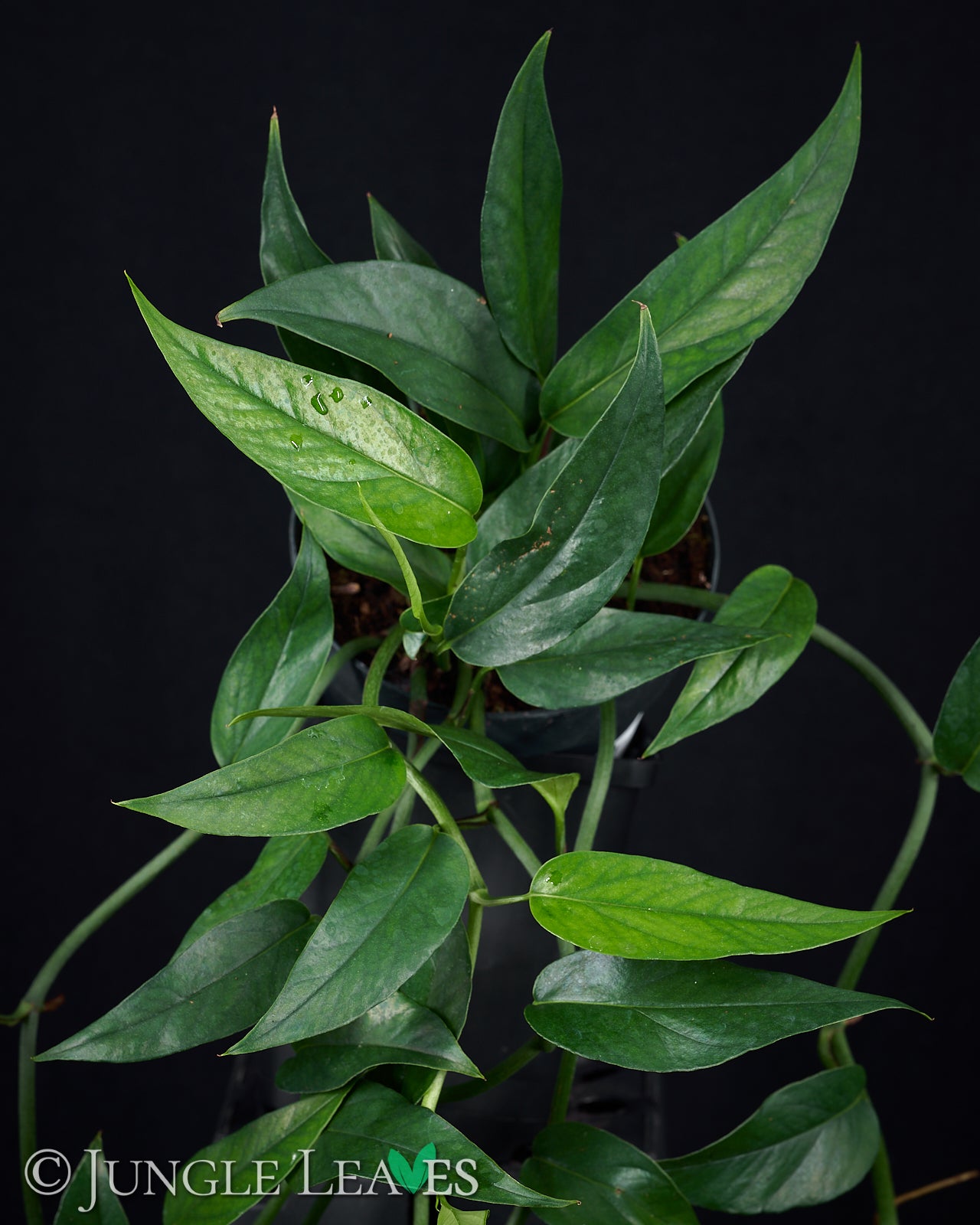 Epipremnum pinnatum 'Blue Form' (Blaugrüne Efeutute) – Jungle Leaves
