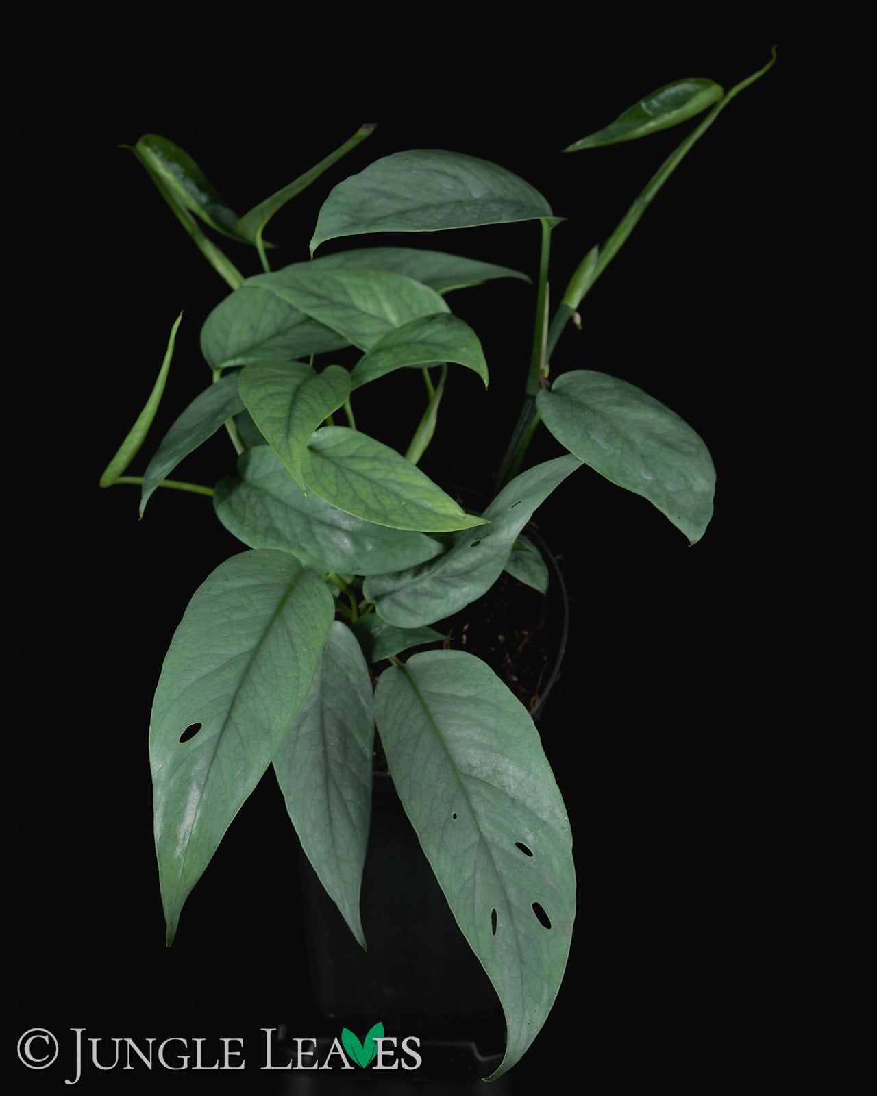 Epipremnum pinnatum 'Cebu Blue' – Jungle Leaves