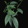 Epipremnum pinnatum 'Cebu Blue'