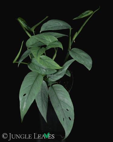 Epipremnum pinnatum 'Cebu Blue'