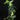 Epipremnum pinnatum 'Variegata'