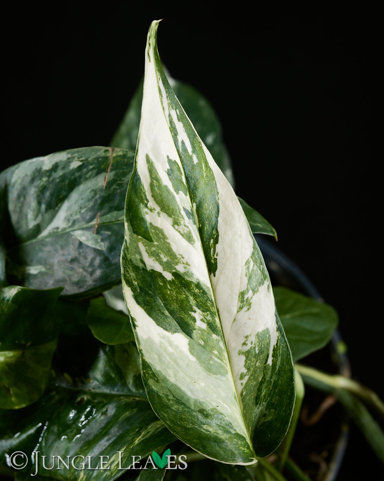 geigenfeige schatten Ficus lyrata main image 0
