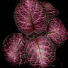 Episcia cupreata 'Malayan Gem'