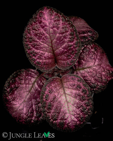 Episcia cupreata 'Malayan Gem'