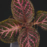Episcia cupreata 'Pink Acajou'