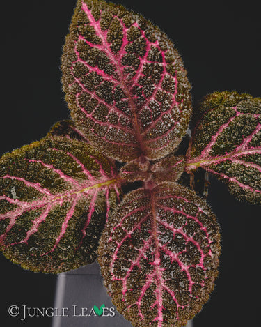 Episcia cupreata 'Pink Acajou'