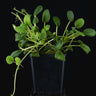 Episcia dianthiflora