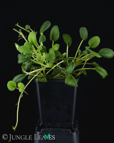 Episcia dianthiflora