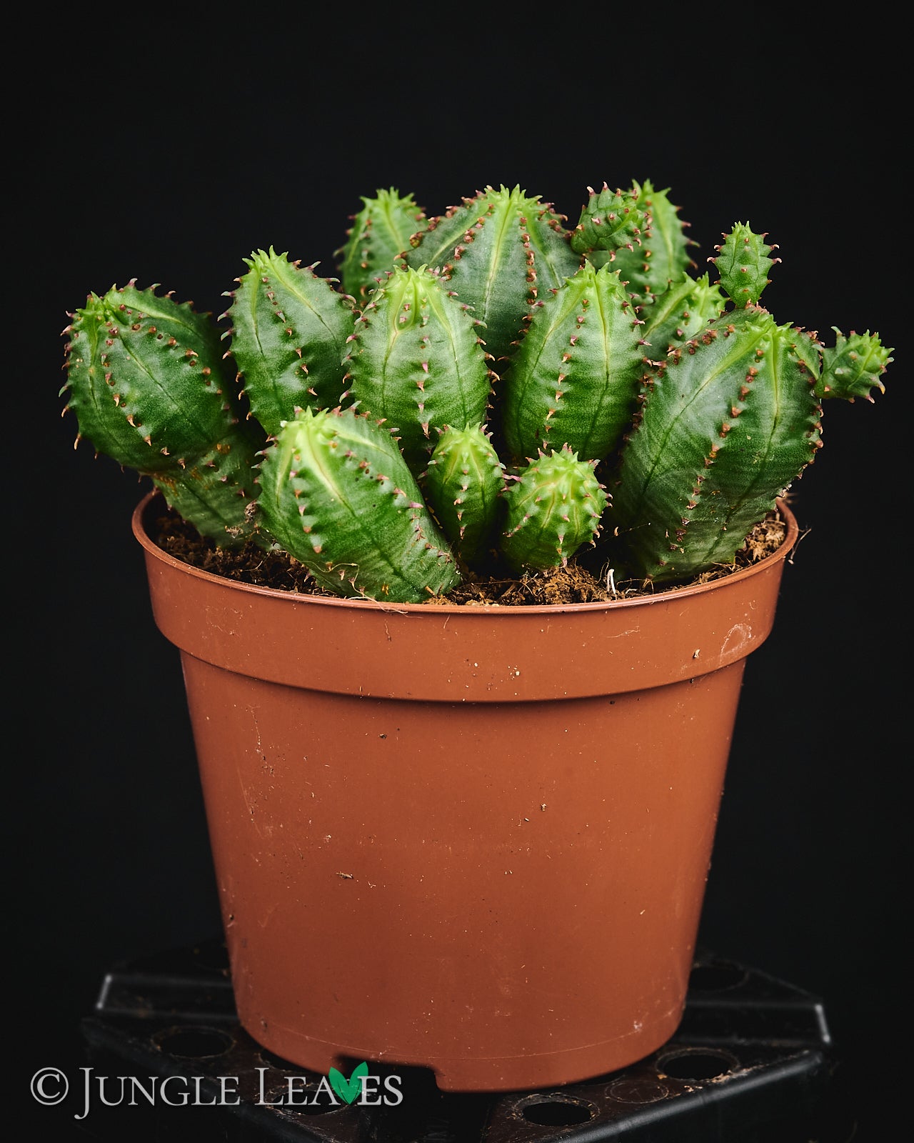 Euphorbia globosa €9.99 - Jungle Leaves