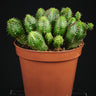 Euphorbia globosa