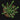Euphorbia inermis